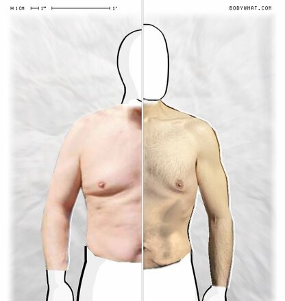 Torso Comparison