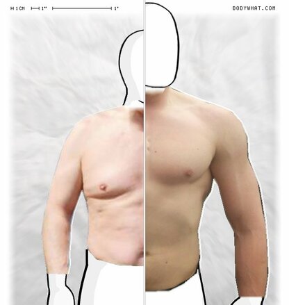 Torso Comparison