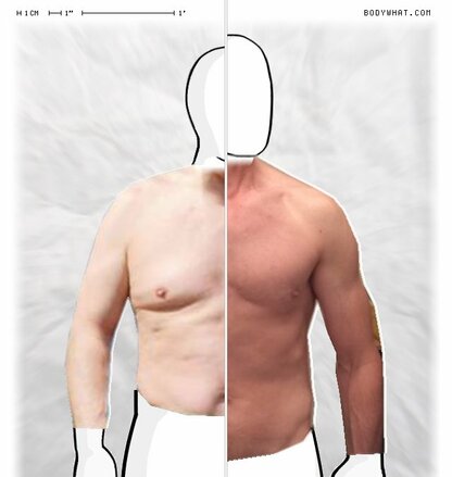 Torso Comparison