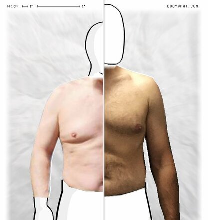 Torso Comparison