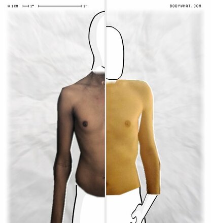 Torso Comparison