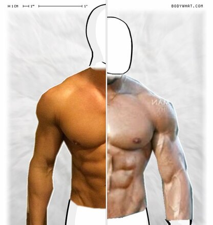 Torso Comparison