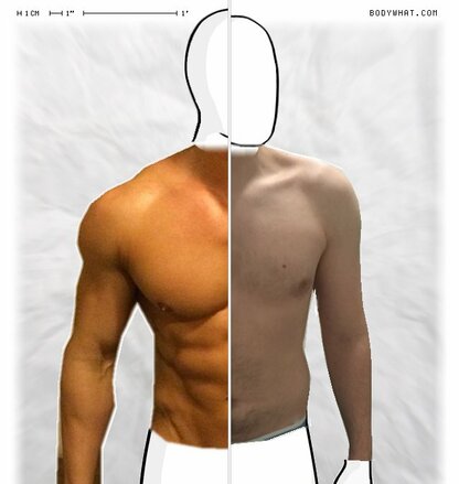 Torso Comparison