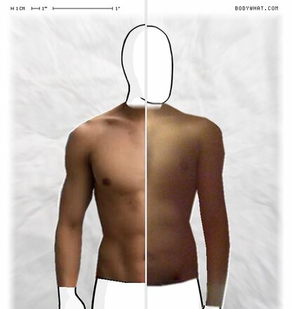 Torso Comparison