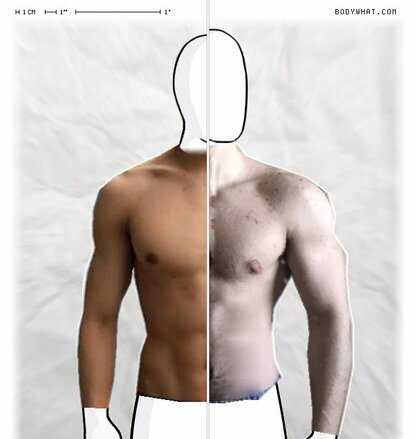 Torso Comparison