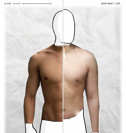 Torso Comparison