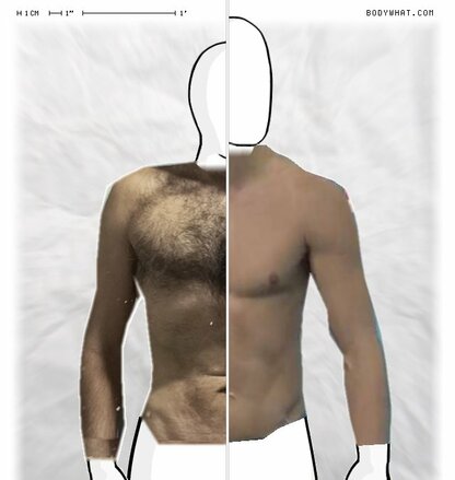 Torso Comparison