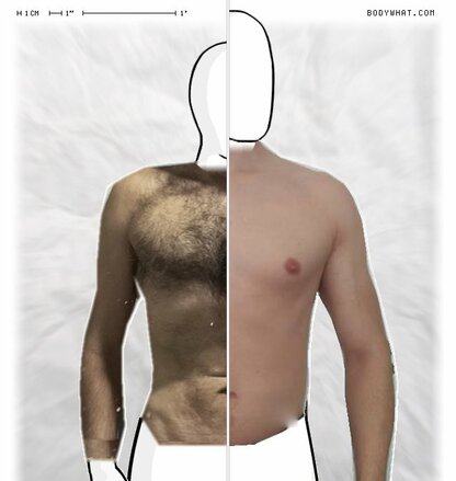 Torso Comparison