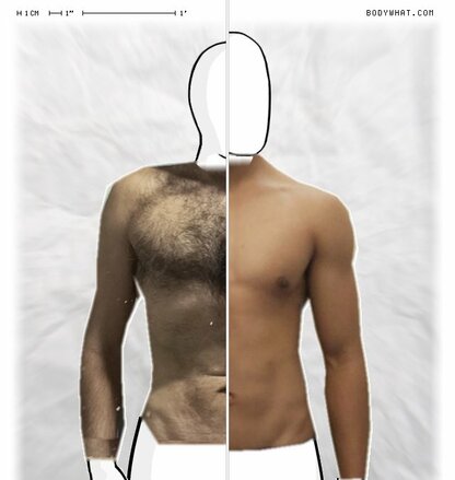 Torso Comparison