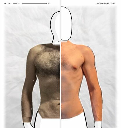 Torso Comparison