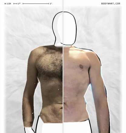 Torso Comparison