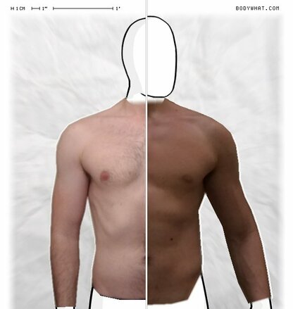 Torso Comparison