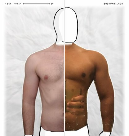 Torso Comparison