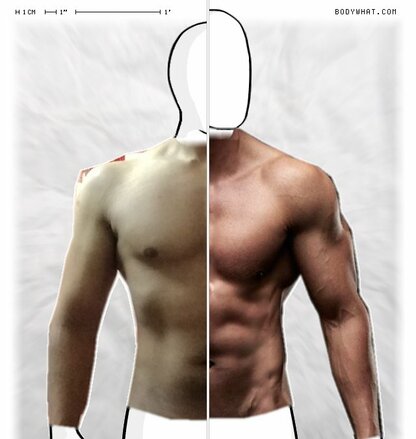 Torso Comparison