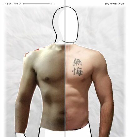 Torso Comparison