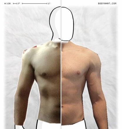 Torso Comparison