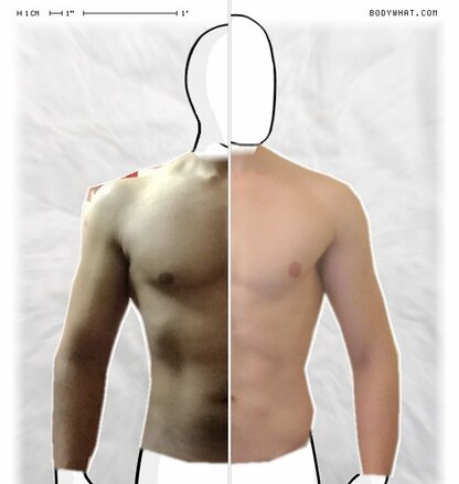 Torso Comparison