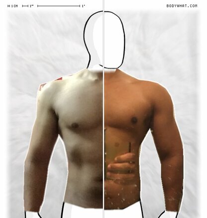 Torso Comparison