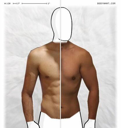 Torso Comparison