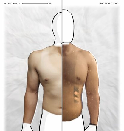 Torso Comparison