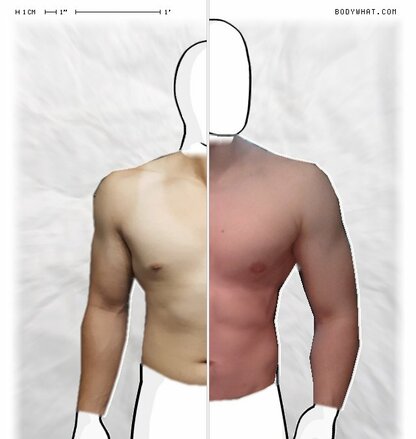 Torso Comparison