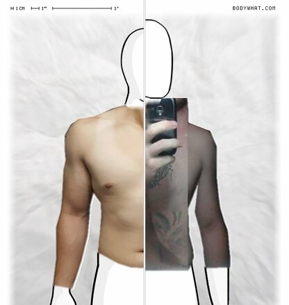 Torso Comparison