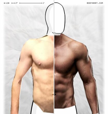 Torso Comparison