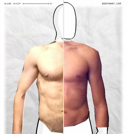 Torso Comparison