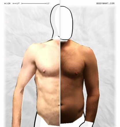Torso Comparison