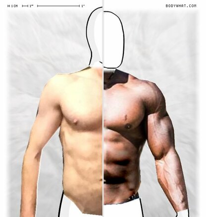Torso Comparison