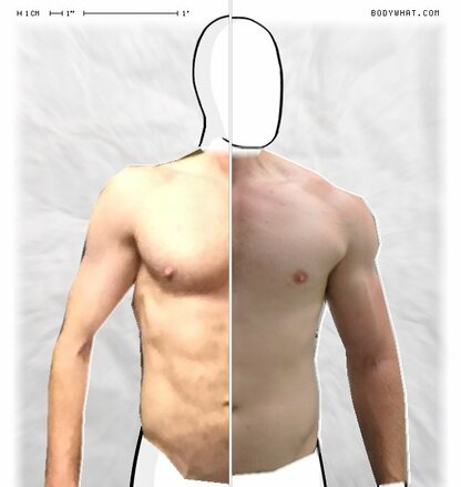 Torso Comparison