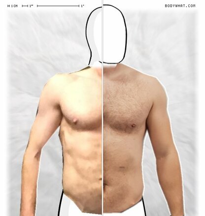 Torso Comparison