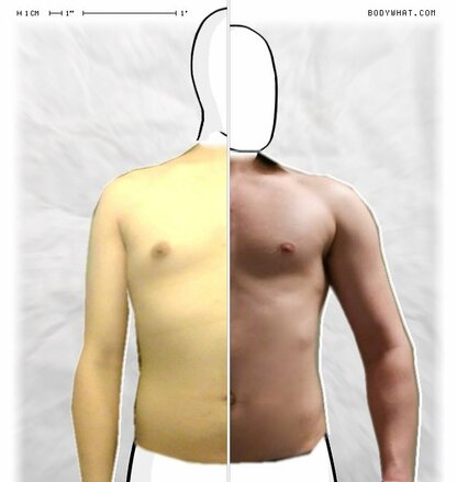 Torso Comparison