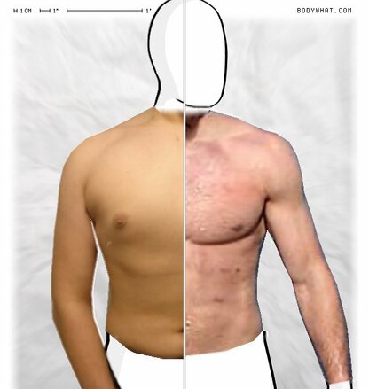 Torso Comparison