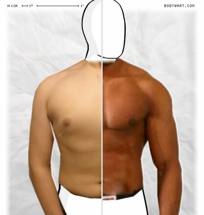 Torso Comparison