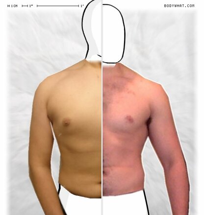 Torso Comparison