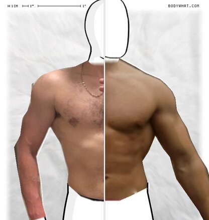 Torso Comparison