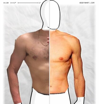 Torso Comparison