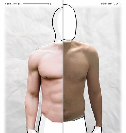 Torso Comparison