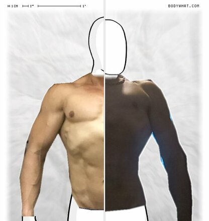 Torso Comparison