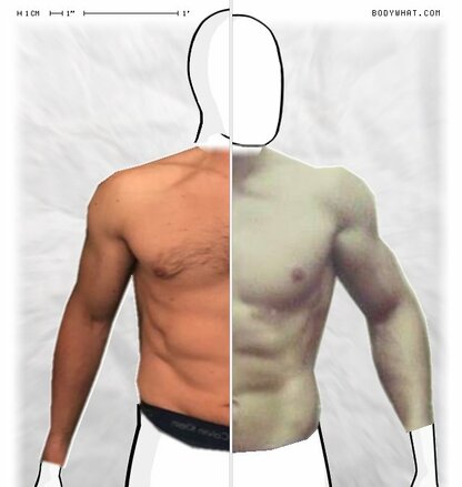 Torso Comparison