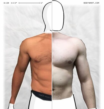 Torso Comparison