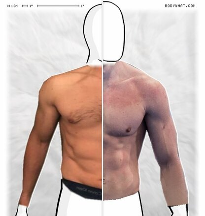 Torso Comparison