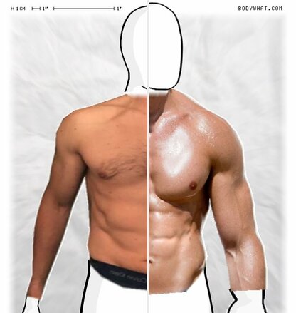 Torso Comparison