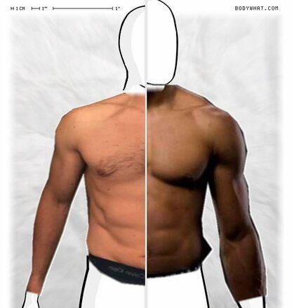 Torso Comparison