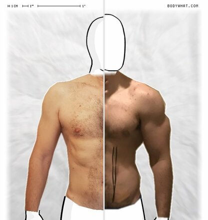 Torso Comparison