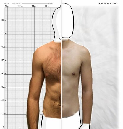 Torso Comparison