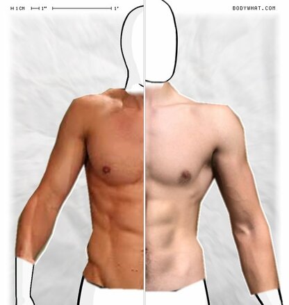 Torso Comparison