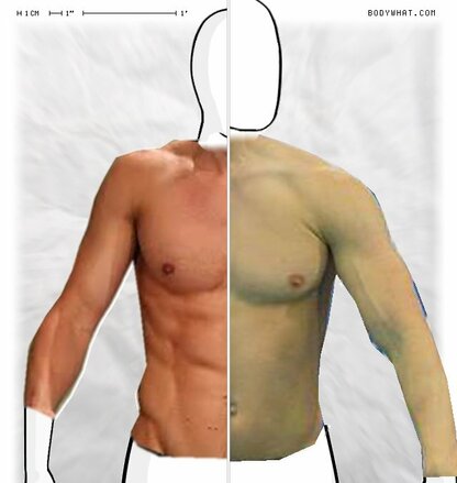 Torso Comparison