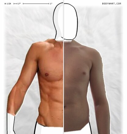 Torso Comparison